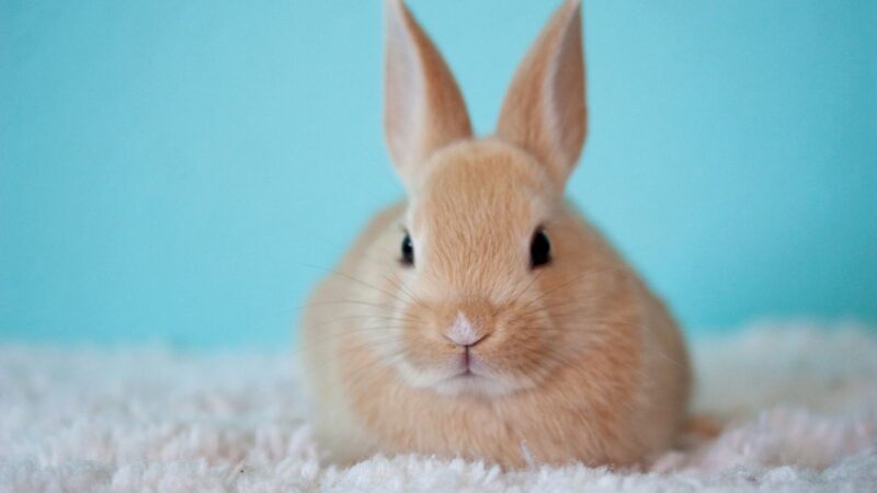 kawaii:mxmdjxpb1qk= bunny